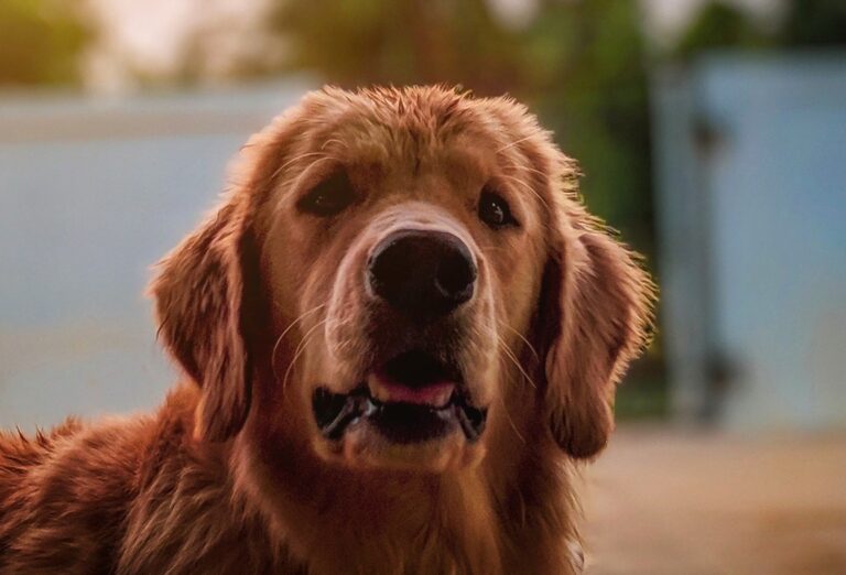 prevenir stress anxiete chien animaux