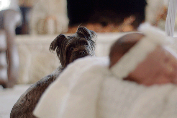 chien animaux domestique stress bébé