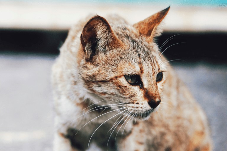 Comprendre la dépression d’involution chez le chat : comment prendre soin d’un chat âgé